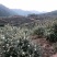 【优选】精品小种山茶油高山茶籽油可一件代发可批发