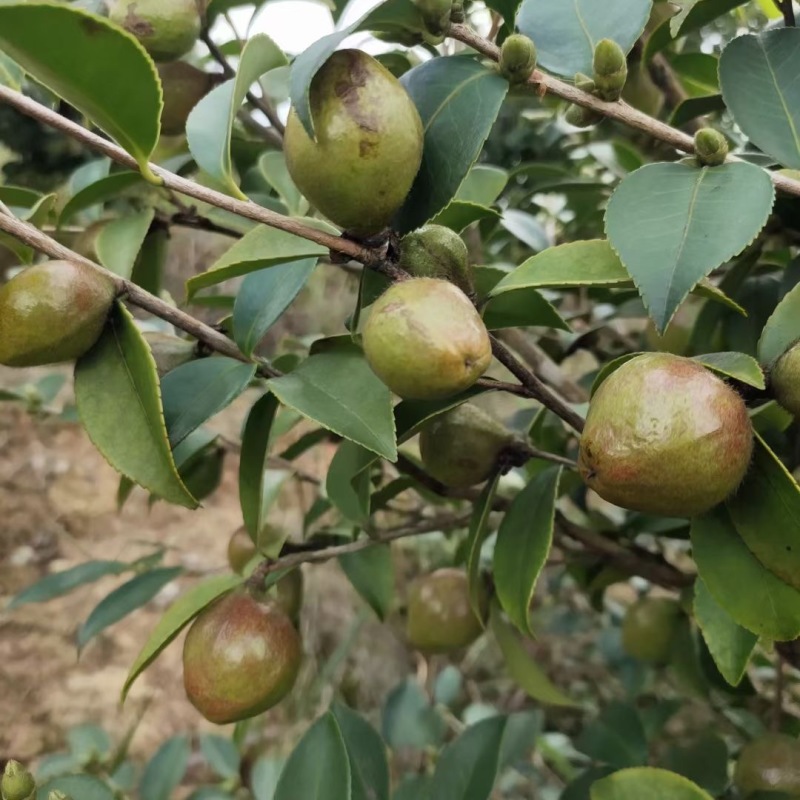 【优选】精品小种山茶油高山茶籽油可一件代发可批发