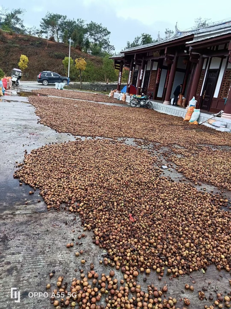 【优选】精品小种山茶油高山茶籽油可一件代发可批发