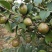 【诚信商家】精品好货茶籽油高山小种山茶油可批发零售保障