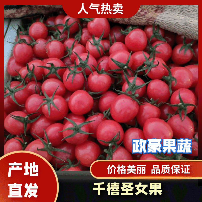 【圣女果】千禧.贝贝.圣女果品种齐全货源充足有优惠