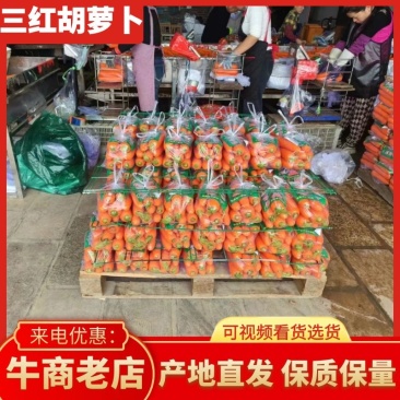 山东胡萝卜三红胡萝卜产地直发规格齐全对接全国商超