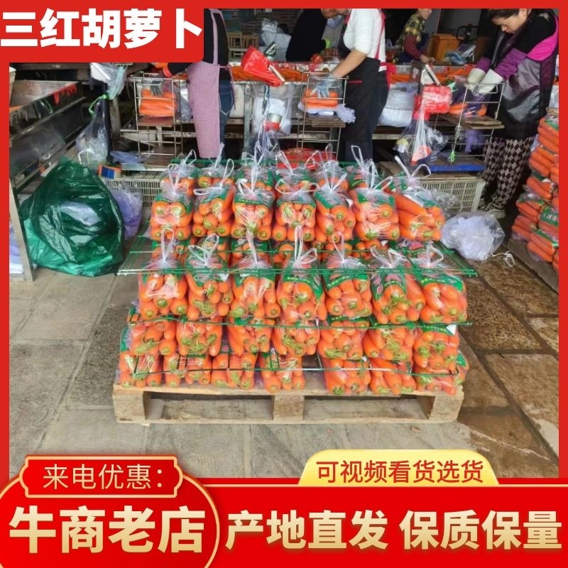 山东胡萝卜三红胡萝卜产地直发规格齐全对接全国商超