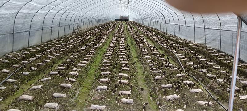 羊肚菌品质保证产地直发可视频看货欢迎咨询