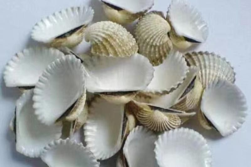 干货水洗瓦楞子，南海北部湾血蚶壳，免费寄样
