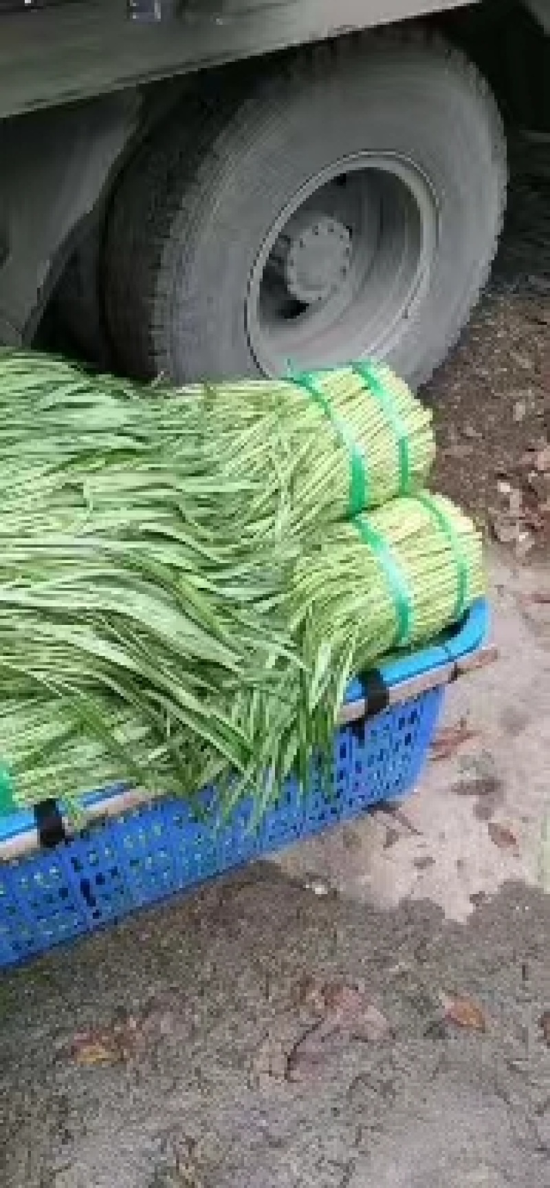 空心菜广西种植基地供货，量大从优长期供应欢迎电联采购
