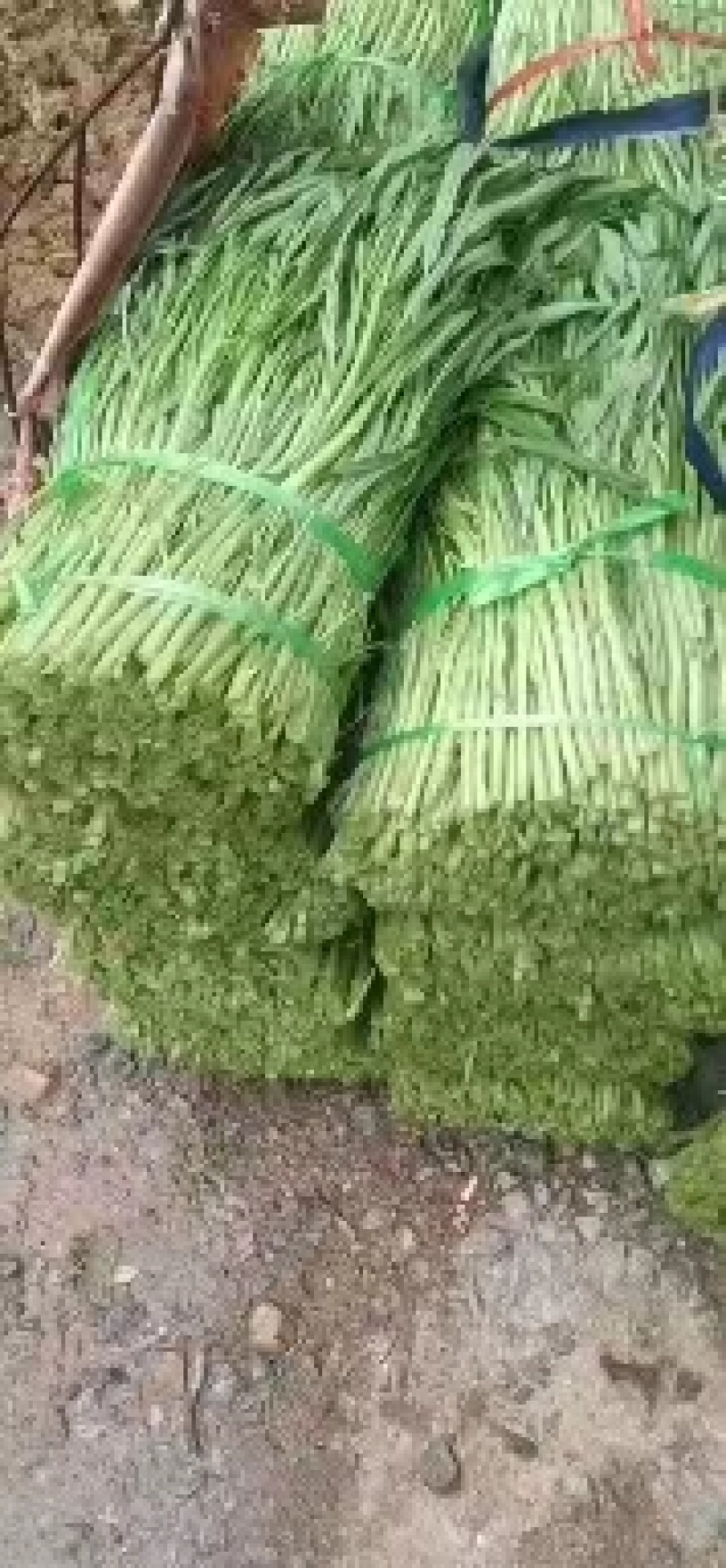空心菜广西种植基地供货，量大从优长期供应欢迎电联采购