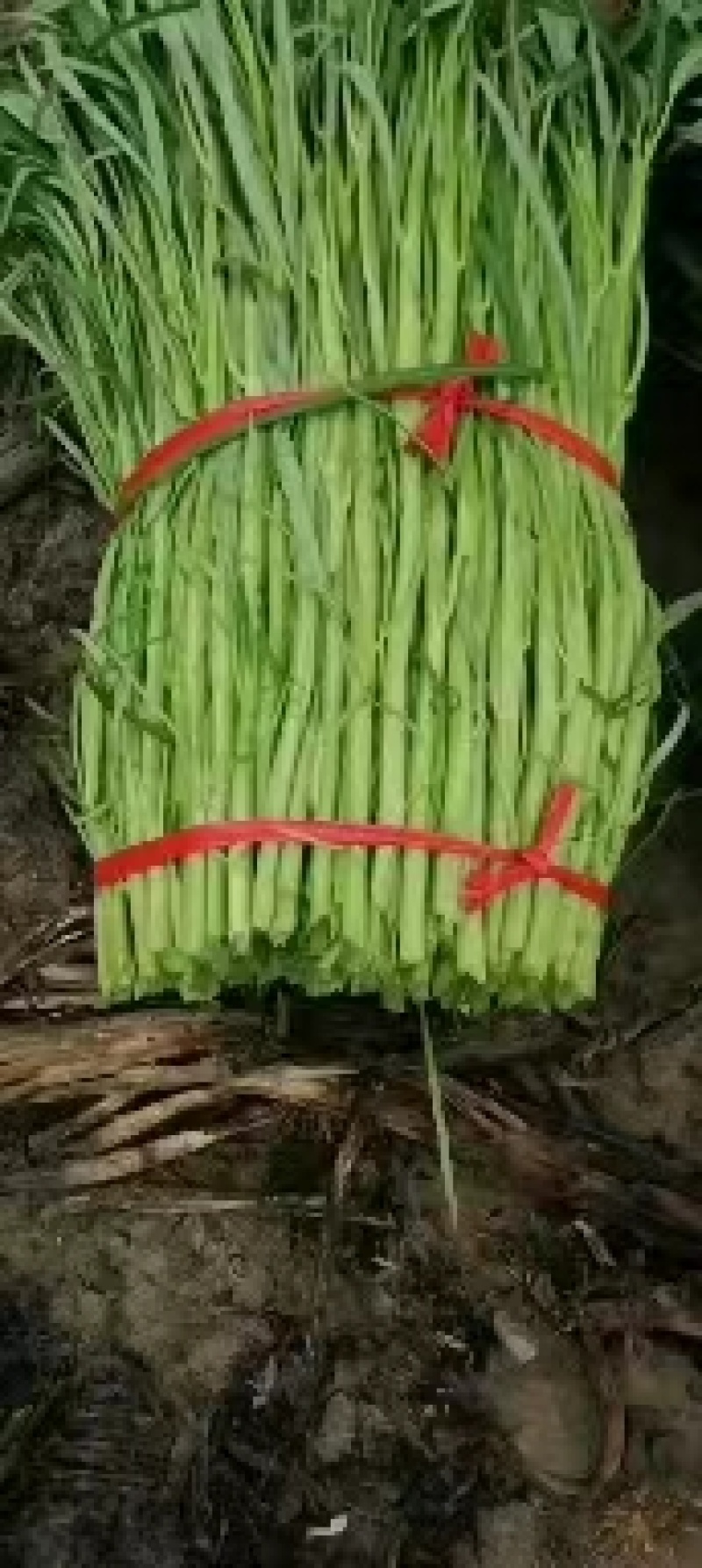 空心菜广西种植基地供货，量大从优长期供应欢迎电联采购