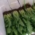甜麦菜苗白梗花芽基地供货，量大从优，欢迎电联采购
