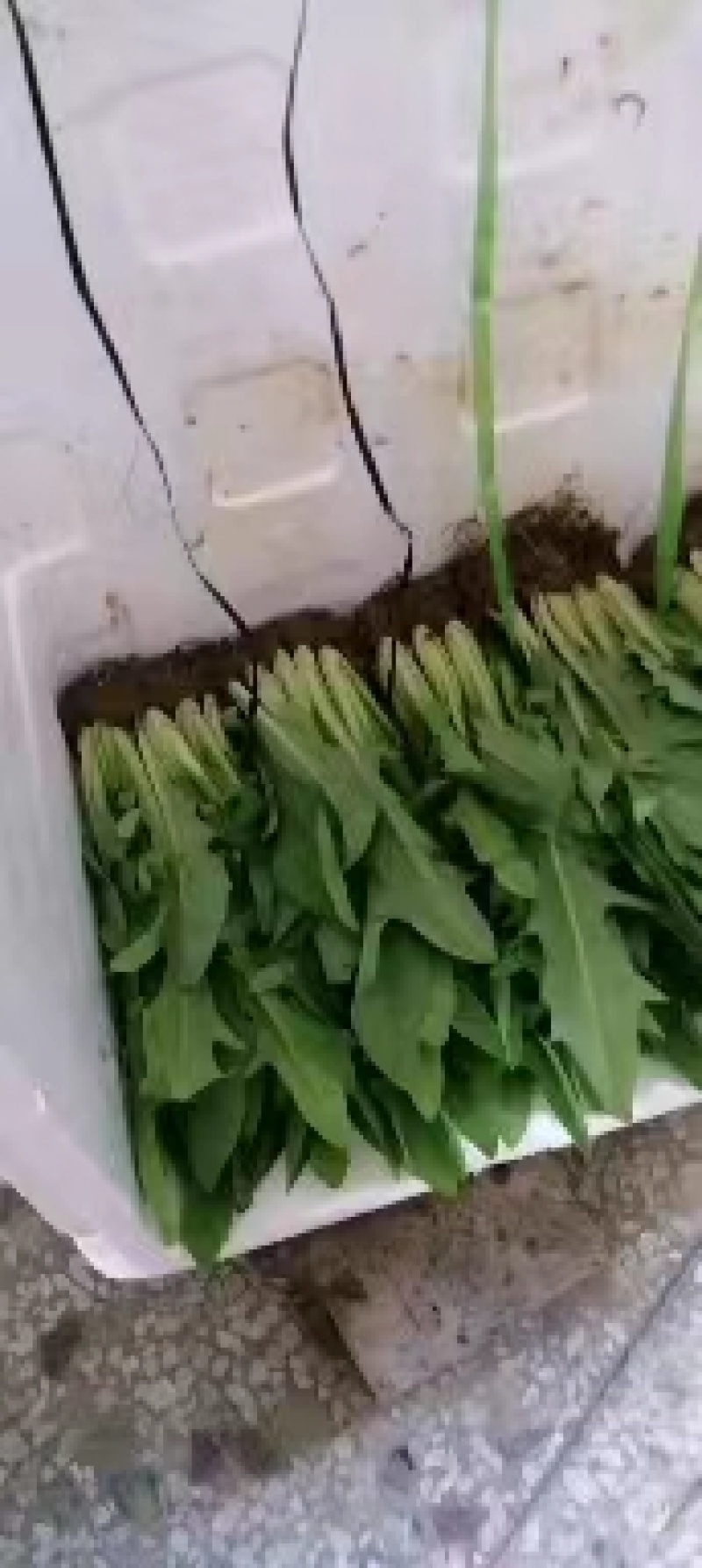 甜麦菜苗白梗花芽基地供货，量大从优，欢迎电联采购