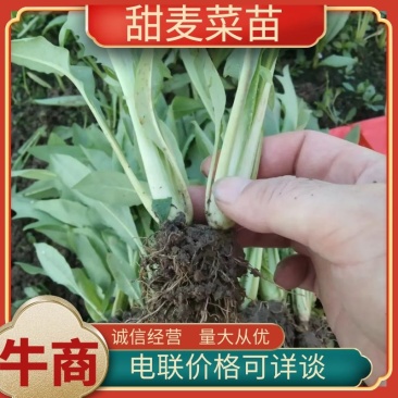甜麦菜苗白梗花芽基地供货，量大从优，欢迎电联采购