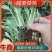 甜麦菜苗白梗花芽基地供货，量大从优，欢迎电联采购