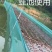 【牛蛙网箱】牛蛙折边防逃网箱蝌蚪网箱小四脚网箱