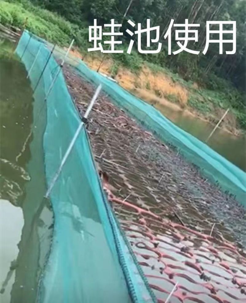 【牛蛙网箱】牛蛙折边防逃网箱蝌蚪网箱小四脚网箱
