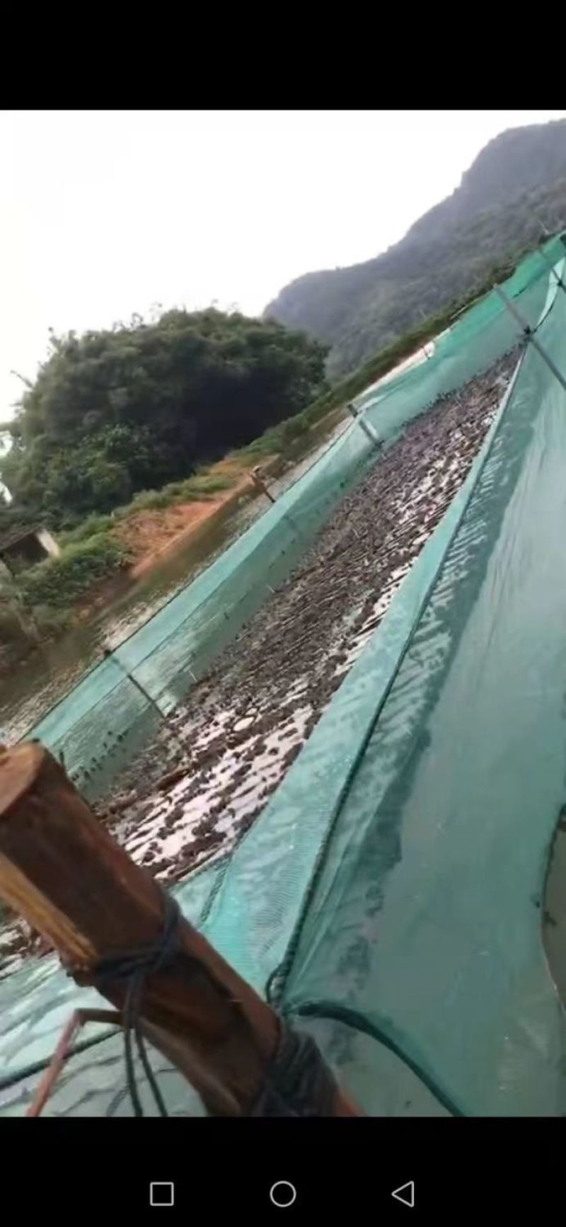 【牛蛙网箱】牛蛙折边防逃网箱蝌蚪网箱小四脚网箱