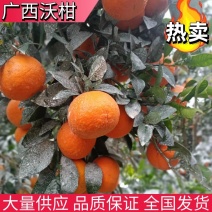 广西沃柑原产地直发对接全国批发市场商超团购欢迎咨询