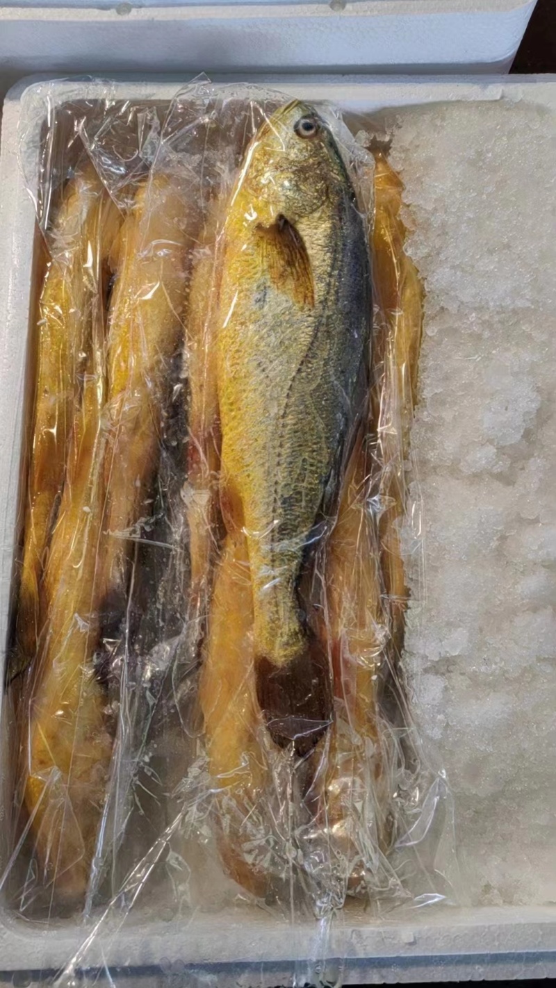 福建生态黄鱼，大量有货，一手货源，欢迎来电联系