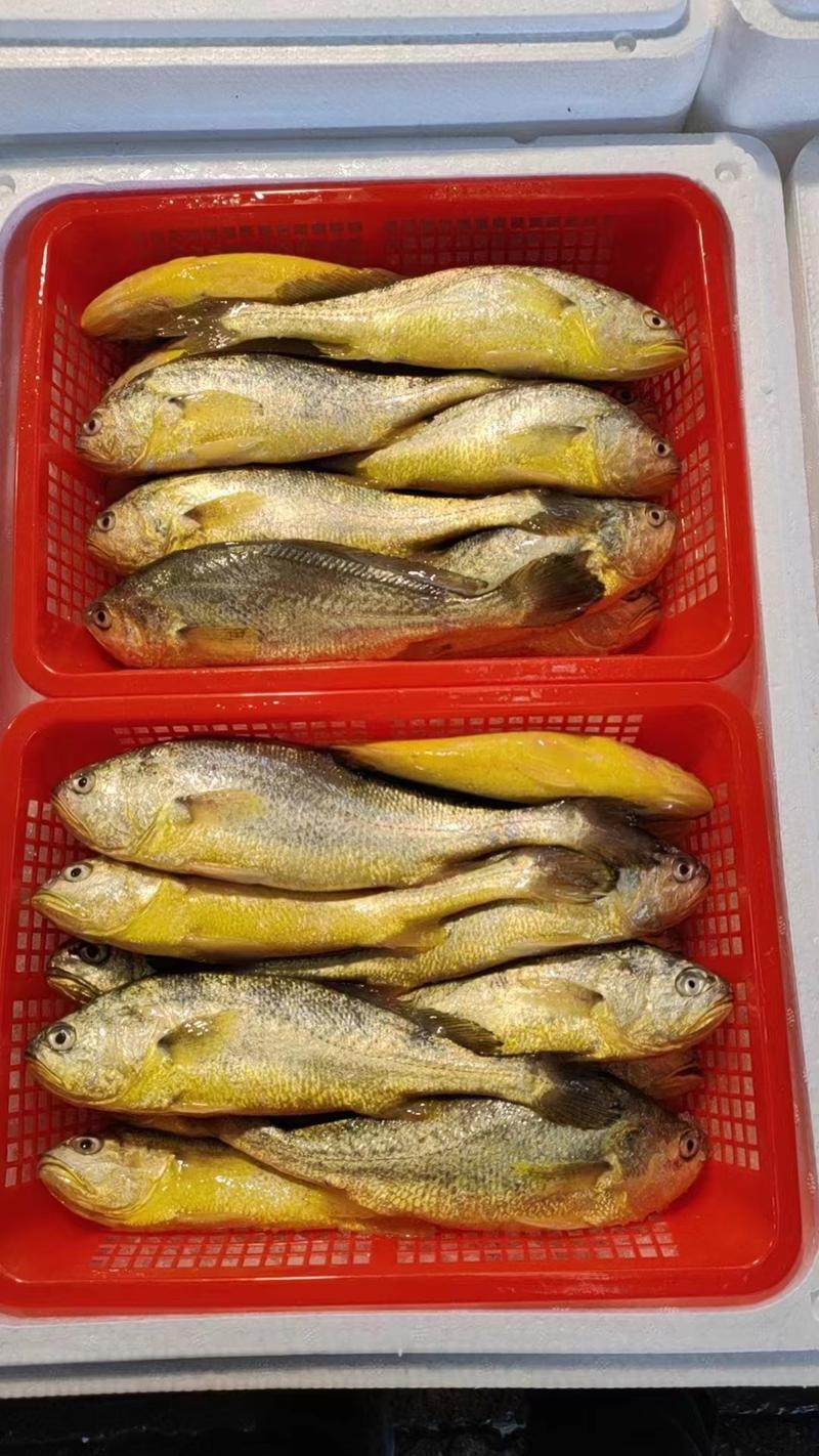 福建养殖新鲜黄鱼，品质保证，一手货源，欢迎来电咨询