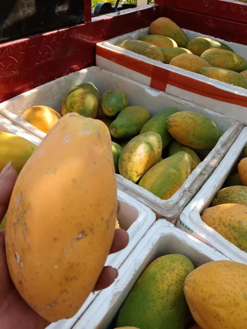 精品木瓜产地直发一手货源有需要的老板可以联系