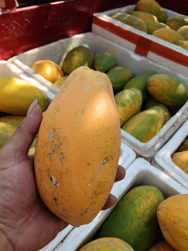 精品木瓜产地直发一手货源有需要的老板可以联系