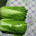 北京三号白菜精品白菜量大价优质量保证诚信为本欢迎来电