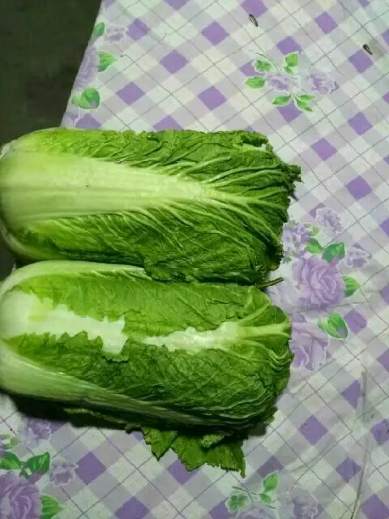 北京三号白菜精品白菜量大价优质量保证诚信为本欢迎来电