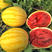 景黄宝一型西瓜种子薄皮红黄心椭圆形黄皮黄红瓤早熟瓜