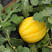 景黄宝二型西瓜种子薄皮红黄心椭圆形黄皮黄红瓤早熟瓜