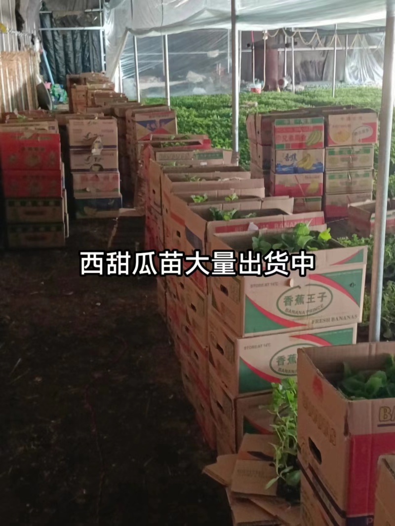 精品美都西瓜苗品质保证产地直发可视频看货欢迎咨询