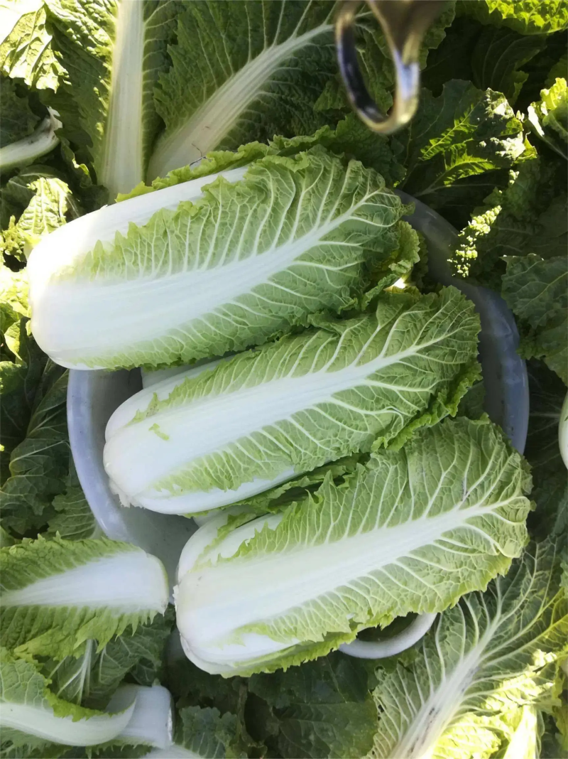 北京三号白菜精品白菜量大价优质量保证诚信为本欢迎来电
