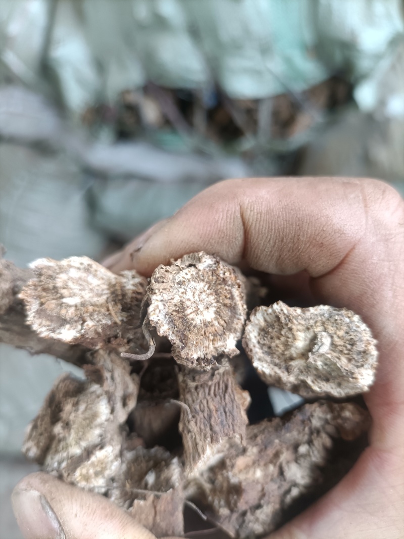 陕西【木香】质量保证优质货源货源充足欢迎联系