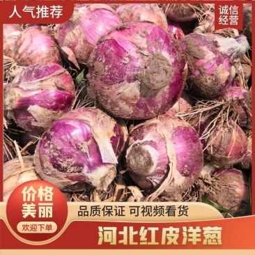 河北蔬菜基地红皮洋葱大量现货出，质量有保证价格合理，交通