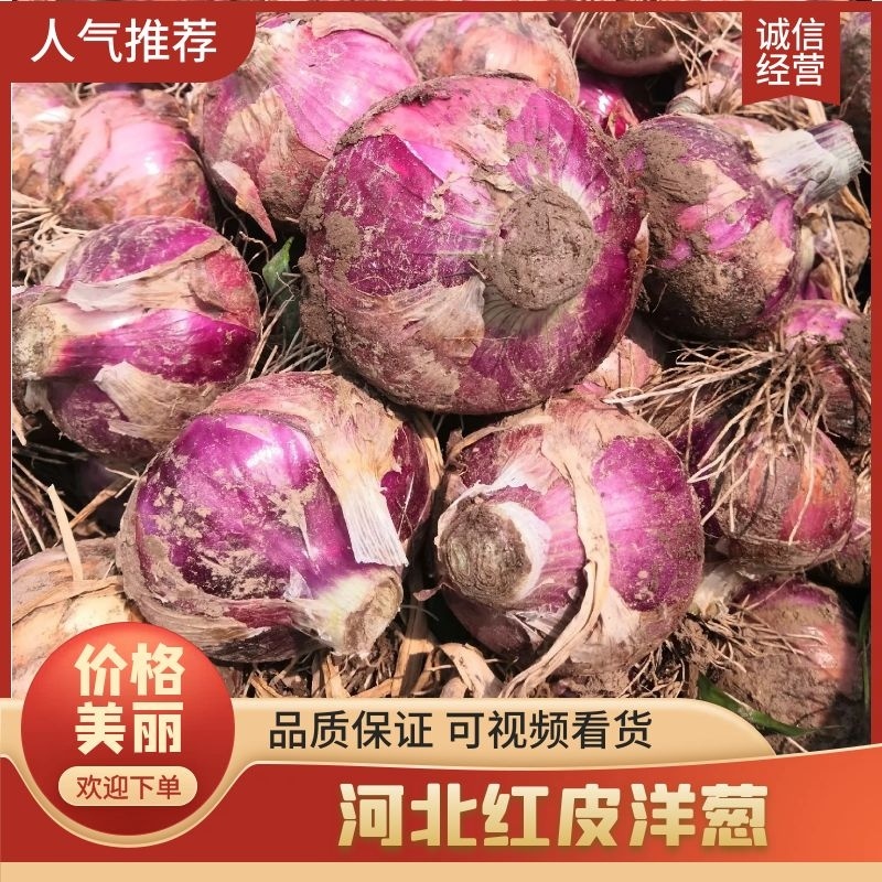 河北蔬菜基地红皮洋葱大量现货出，质量有保证价格合理，交通
