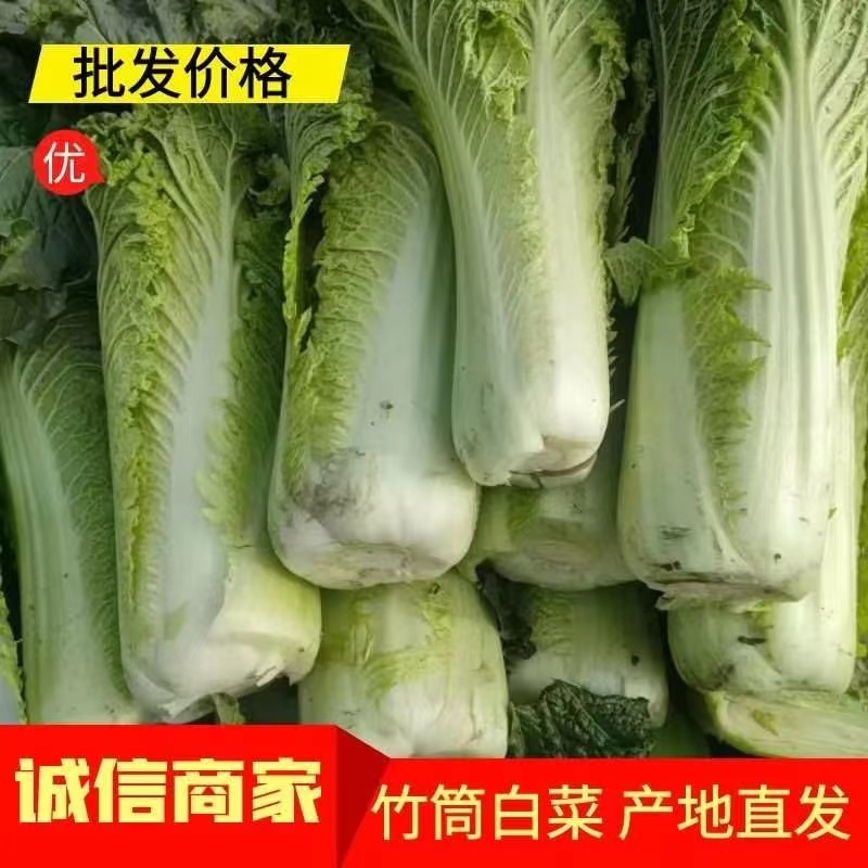 河北蔬菜原产地秋绿60白菜大量有货，无烧心无虫眼无花边，
