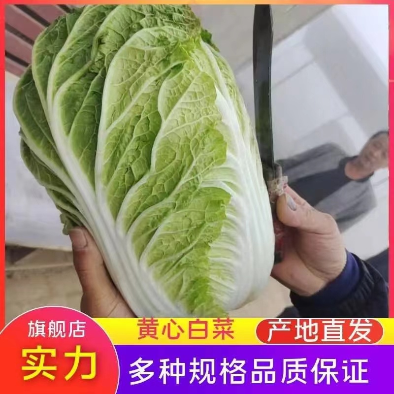 黄心白菜大量上市，河北白菜正在热销中，质量有保证价格实惠