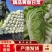 黄心白菜大量有货，无虫眼，无花边无烧心，质量有保证，