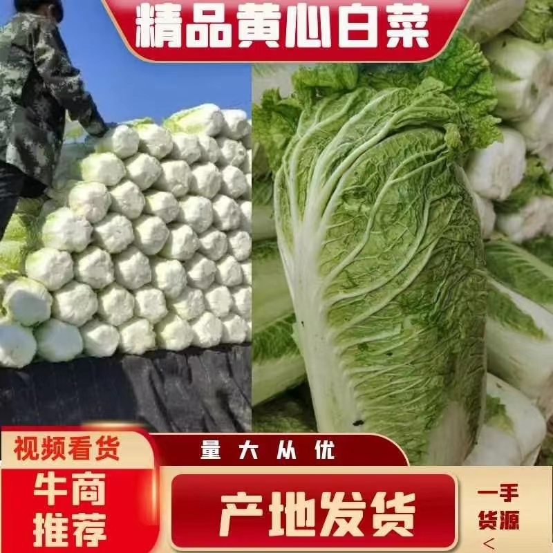 黄心白菜大量有货，无虫眼，无花边无烧心，质量有保证，