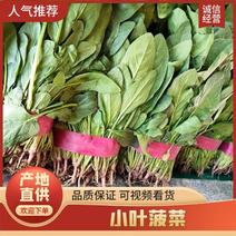 河北邯郸小叶高杆菠菜大量上市产地发货一手货源充足量大从优