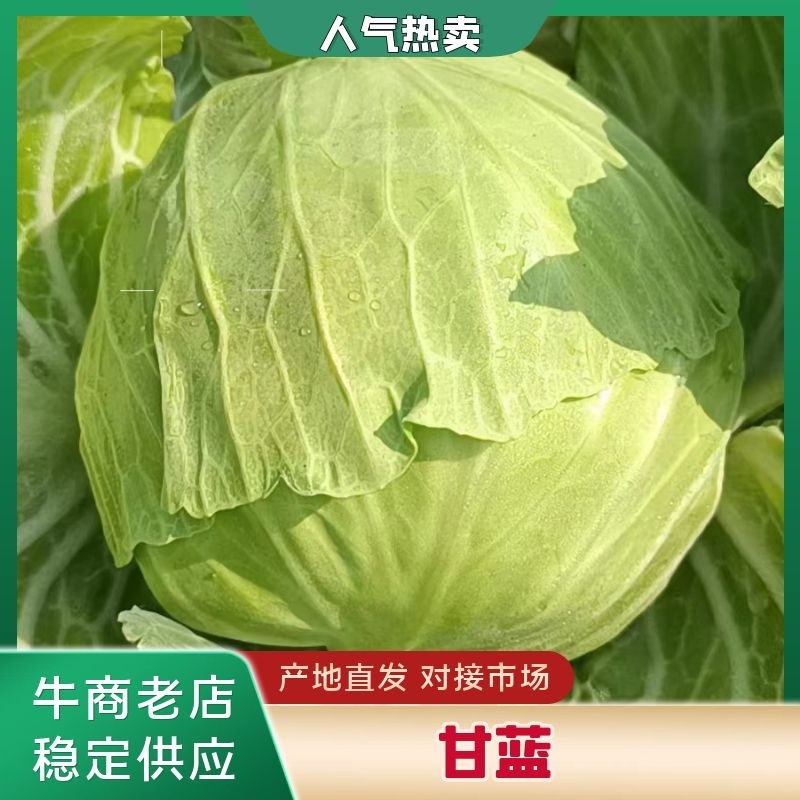 湖北甘蓝万亩基地质量保证一手货源供应商超市场电商加工厂。