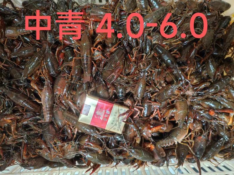 【实力热卖】精品潜江小龙虾规格齐全大吨位供应市场批发档口