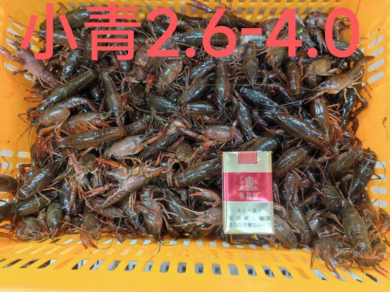 【实力热卖】精品潜江小龙虾规格齐全大吨位供应市场批发档口