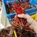 【牛商推荐】小龙虾精品规格齐全保质保量可视频看货批发市场