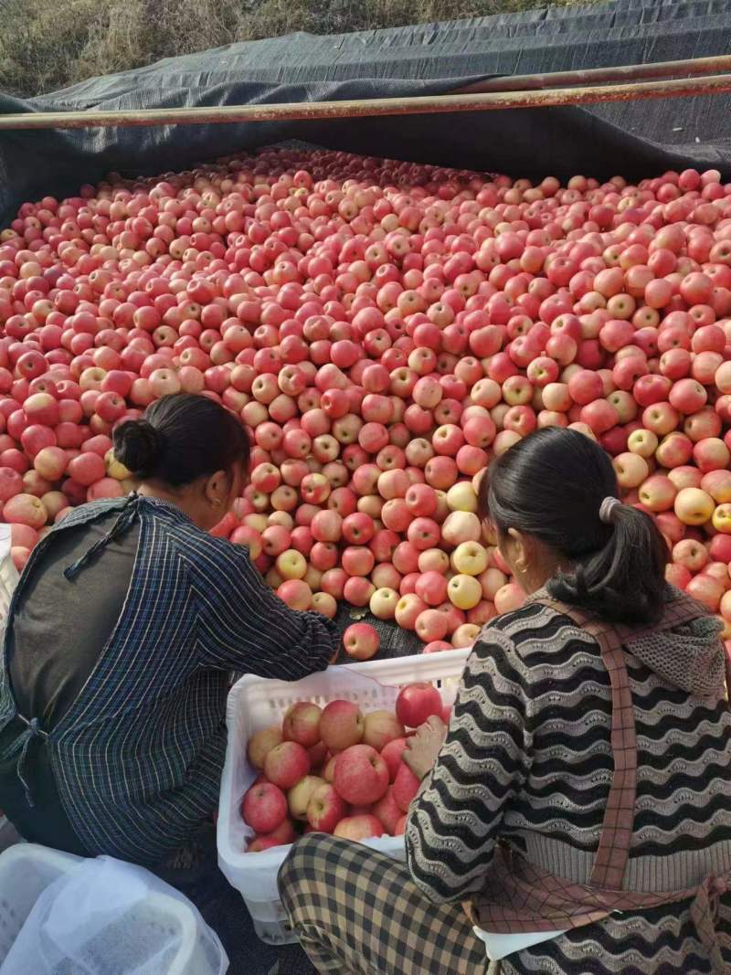 辽宁乔那金苹果果园现摘量大从优对接电商批发商商超