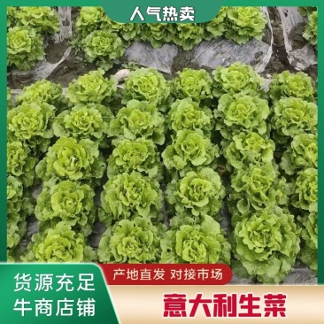 生菜精品生菜产区一手货源实力代办保质保量