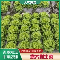 生菜意大利生菜产区直发保质保量发货全国