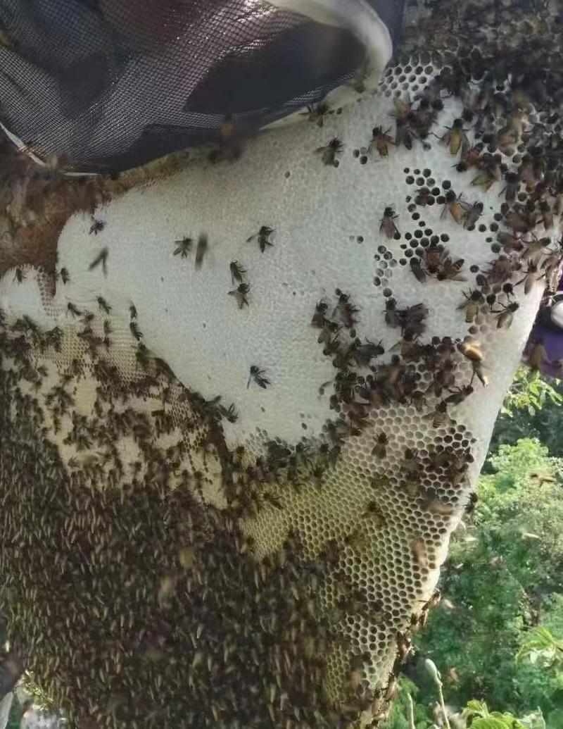 野生大蜂蜜/产地直发品质好自家养殖，欢迎联系