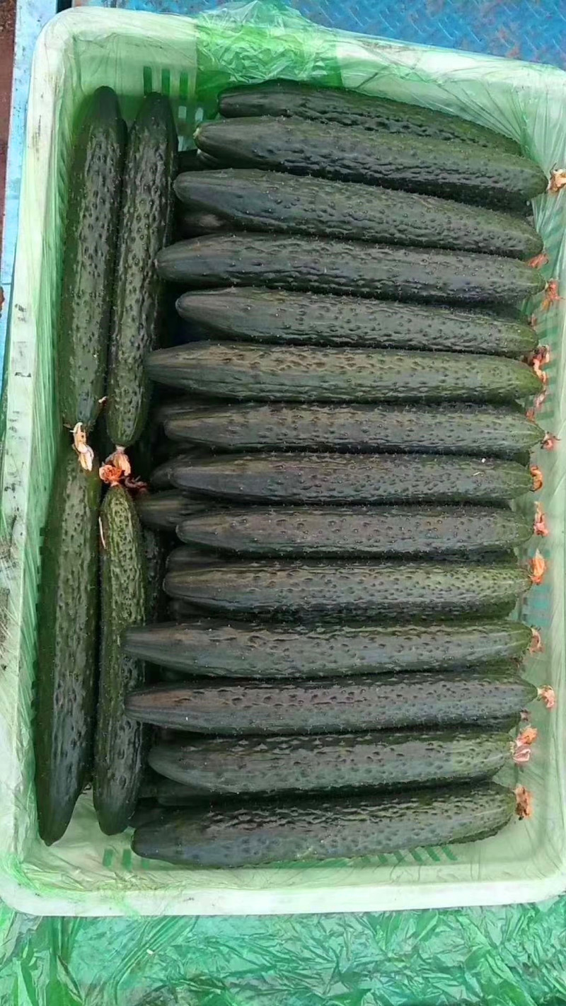 山东聊城密刺黄瓜，一手货源，大量有货，欢迎来电咨询