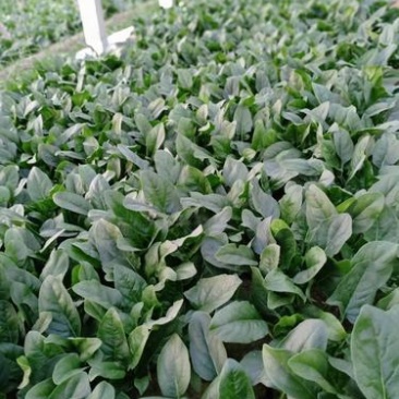 山东聊城精品大叶菠菜，产地货源，供货稳定，可视频看货