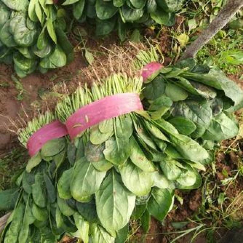 山东聊城精品大叶菠菜，产地货源，供货稳定，可视频看货
