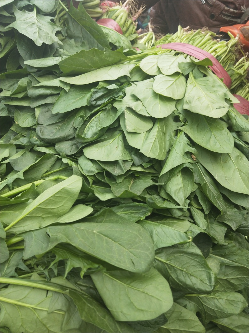 山东聊城精品大叶菠菜，产地货源，供货稳定，可视频看货